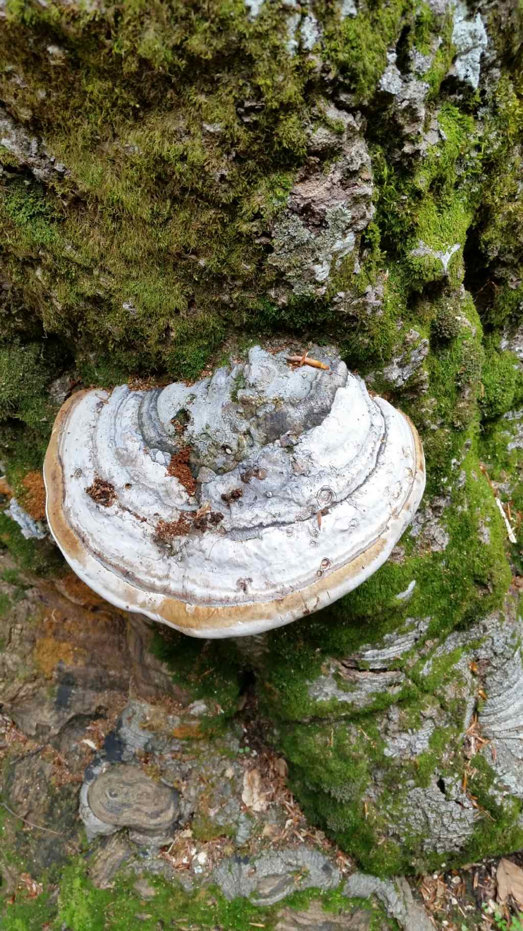 Funghi su faggio